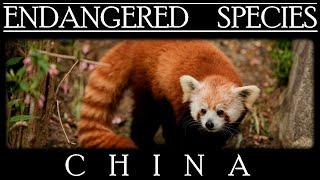 Endangered Species in China