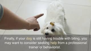 Peaceful Paws The Top 5 Tips for Training Your Dog to Stop Biting