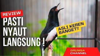 SUARA BURUNG kacer gacor NGEPLONG TARUNG konslet ini paling AMPUH buat PANCINGAN KACER agar EMOSI