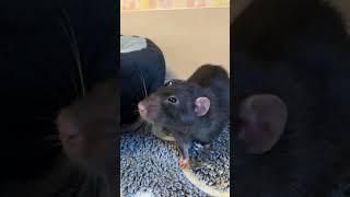 Крысяки пупсяки кушают. #rat #крысы #animal #животные