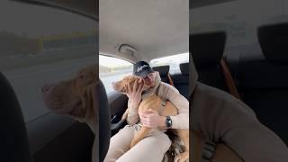 Что будет, если взять собаку из приюта? Правильно - будет любовь  #pitbull