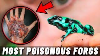 TOP 10 POISONOUS FROGS AND TOADS IN THE WORLD 2021