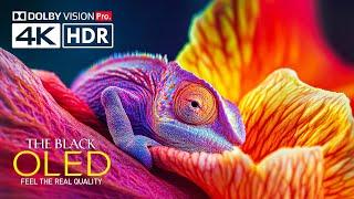 Best HDR 4K Video ULTRA HD 120 fps Dolby Vision Demo - REAL OLED TEST