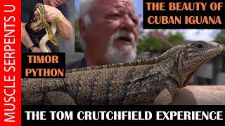 TIMOR & BLACKHEAD PYTHONS & CUBAN IGUANAS at CRUTCHFIELD'S: Part 3