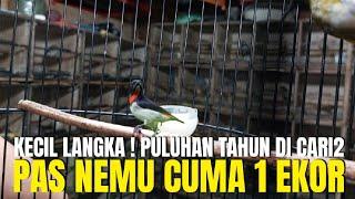 REJEKI ! PULUHAN TAHUN CARI BURUNG LANGKA SEPERTI INI GAK DAPET ! PAS NEMU CUMA 1 EKOR