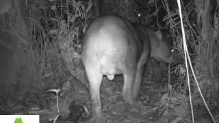 Tapir, Tapirus terrestris "Sachavaca"