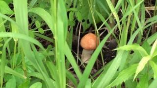 Orange Cap Boletus (Boletaceae: Boletus edulis)