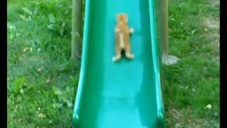 KITTEN ON A SLIDE, WHO NEEDS A TREADMILL? 2nd GENERATION!!!!!