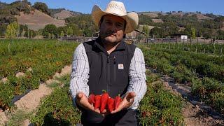 Chili Peppers, Urban Agriculture, Alabama Peanuts, Sweet Corn Polenta - America's Heartland