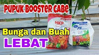 Pupuk MKP dan KNO3 Putih Untuk Masa pembungaan dan Pembuahan Cabe | Bolehkah Dicampur?