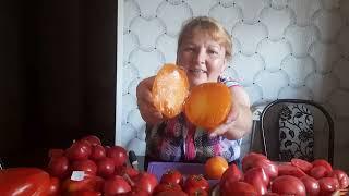 сорта томатов в разрезе часть 2