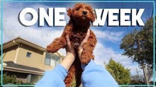 One week with Chicken & Jack (The Cavoodle and the Husky)