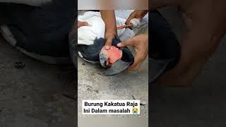 Burung Kakatua Raja Ini Dalam Masalah 