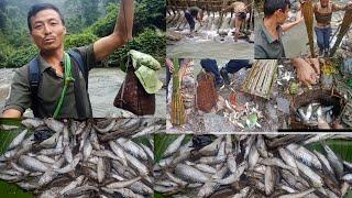 Harvesting Fish (Part 2) // Traditional Bamboo Fishing Techniques // Naga // Village Life