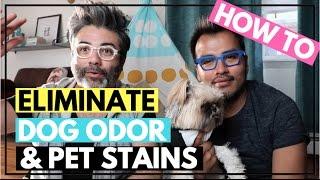 Pet Stain Remover | Dog Odor Remover | Nature's Miracle Dual Stain Odor Eliminator | Oxy Clean