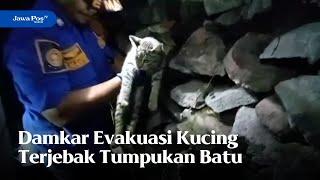 MADIUN - Damkar Evakuasi Kucing Terjebak Tumpukan Batu