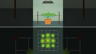 Mastering the Screen of Green: Cannabis Cultivation Tips!