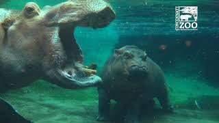 Hippo Family Re-union - Henry Back with Fiona and Bibi - Cincinnati Zoo