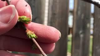 Growing Cherry Trees from Cuttings: 1 Year Update