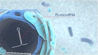 Discover microRNA origins and the latest technology for miRNA research