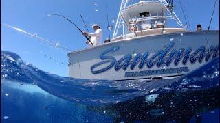 Blue Marlin and big Mahi in Dominican Republic Uncharted Waters Video