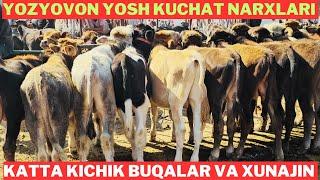 Yozyovon chorva bozori Yosh kuchat buqalar va xunajin sotilgan va qaytgan narxlari!