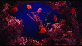 Reddish Coral Reef Aquarium with Awesome Fish  Relaxing Water Stream Noise  10 Hour Sleep Sound