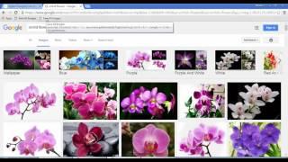 Download all images from any webpage in a single click at once