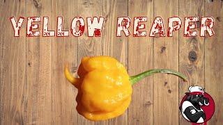 Carolina Reaper Yellow from Jamie Cerasoli