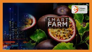 Smart Farm | Passion fruit farmers benefit from value addition