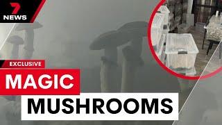 Major magic mushroom bust at a Queensland property turned grow-house | 7 News Australia