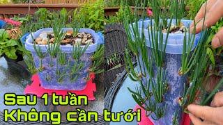 Trồng hành không cần tưới và Trồng hành thủy canh _ Cách chăm để lá lên nhanh, xanh thân chắc khỏe.