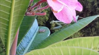 Praying Mantis: Mediterranean Mantis Eating