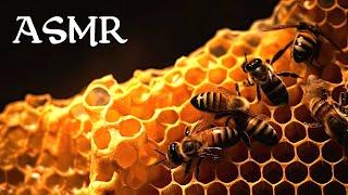 The World of Bees (ASMR Story for Sleep)