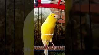 kenari gacor ngerol || kenari mania || kicau mania || canary lovers || yellow canary singing #shorts