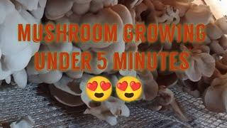 Mushroom growing simplified 