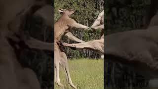 Kangaroo Mixed Martial Artists#Shorts