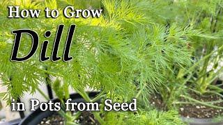 How to Grow Dill from Seed in Pots