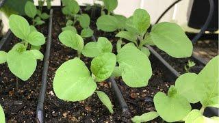 How to start eggplant seeds