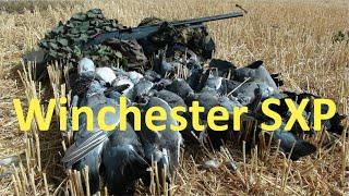 Winchester SXP Fast Pigeons