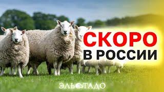 Племенные животные из Европы! Элитные овцы и козы скоро будут в России! Скот из Европы — Эльстадо