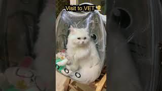 Keeping your CAT’s Fur healthy abd shiny #catlover #cat #youtubeshorts