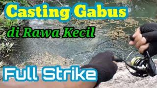 CASTING GABUS#RAWA KECIL DI TENGAH KEBUN SAWIT#Widi Wijaya wijaya