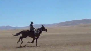 The fastest horse Naiman-tori!!! Самый быстрый скакун!!! Найманның шабысы