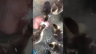 baby ducks| baby ducks quacking| baby ducks quacking 10 hours| baby duck quack sound effect|