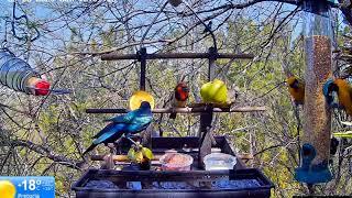 ~Allen BirdCam Live Stream - South Africa (Hornbills, Bushbaby, and Genets) - AGRESYWNY BŁYSZCZAK ~