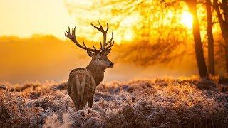 The Breathtaking Beauty of Nature | HD