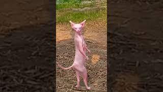 cats dance #shorts #catsdance