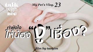 My Pet’s Vlog.23 |ฝึกให้น้องงู"เชื่อง" ได้ไหม #cornsnake [Talk with Me]