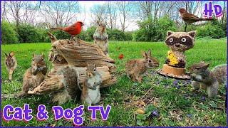 Squirrels, Bunnies & Birds | 10 Hour (No Ad Interruptions) Cat & Dog TV | Entertain your Pets 